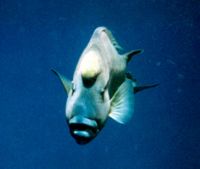 "Close Up" / Napoleon, picture taken in the Red Sea (Dunr... by Robert Jansson 